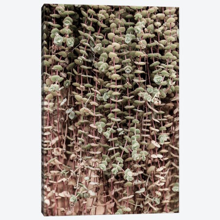 Hanging Garden Canvas Print #SBC70} by Shot by Clint Canvas Artwork