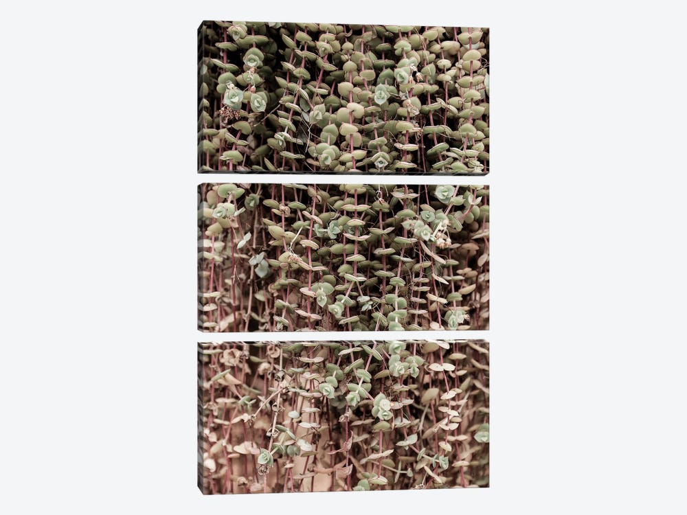 Hanging Garden by Shot by Clint 3-piece Canvas Print