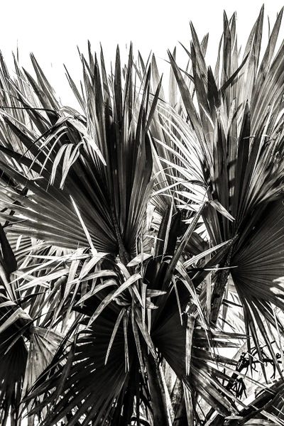 Ifafa I by Shot by Clint canvas print