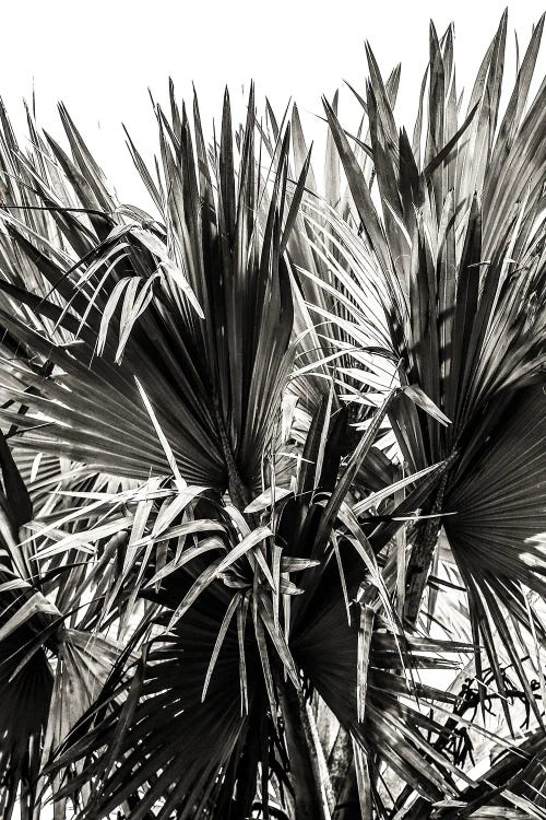 Ifafa I by Shot by Clint wall art