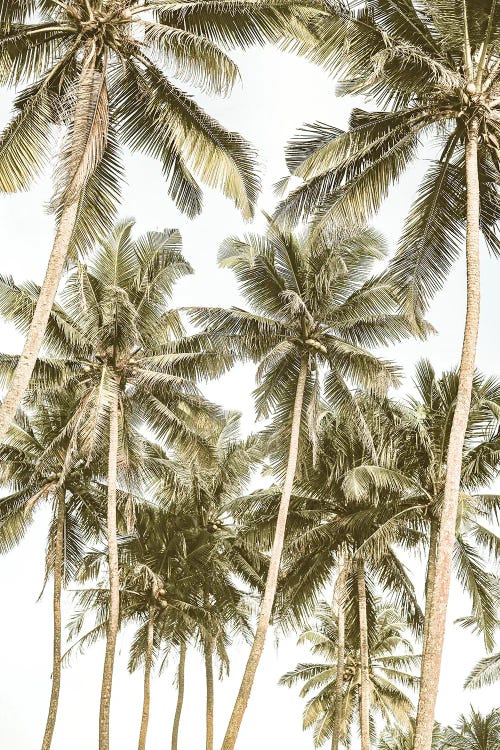 Island Bliss
