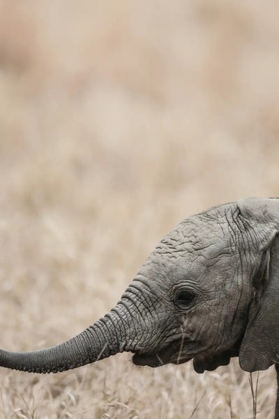 Jellybaby by Shot by Clint canvas print