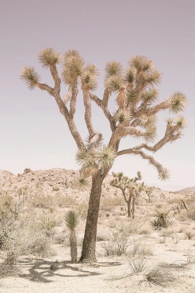 Joshua Tree by Shot by Clint canvas print