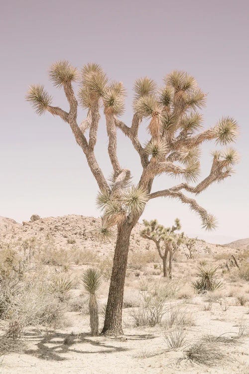 Joshua Tree by Shot by Clint wall art