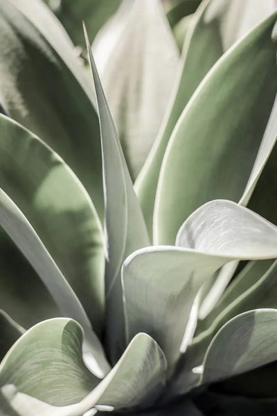 Karro Bloom by Shot by Clint canvas print