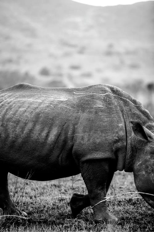 Black Rhino by Shot by Clint wall art