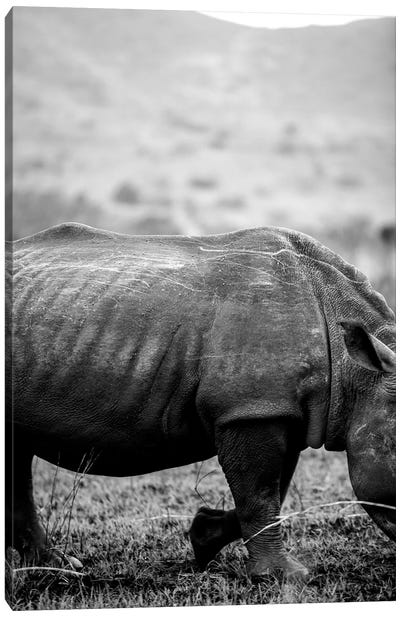 Black Rhino Canvas Art Print - Rhinoceros Art