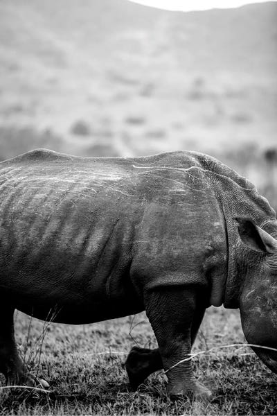 Rhinoceroses: Black Rhino by Shot by Clint