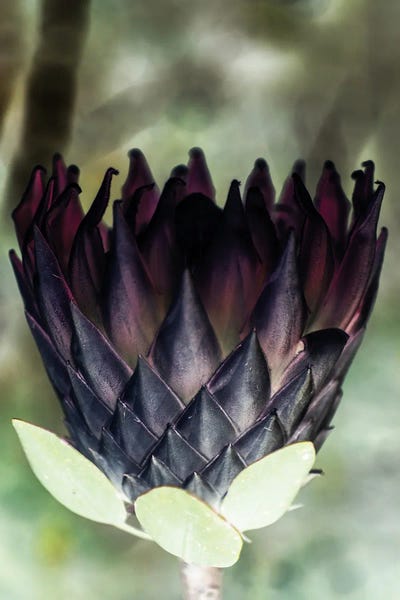King Protea I by Shot by Clint art print