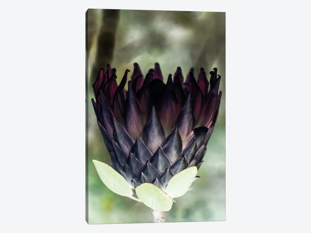 King Protea I by Shot by Clint 1-piece Canvas Art Print