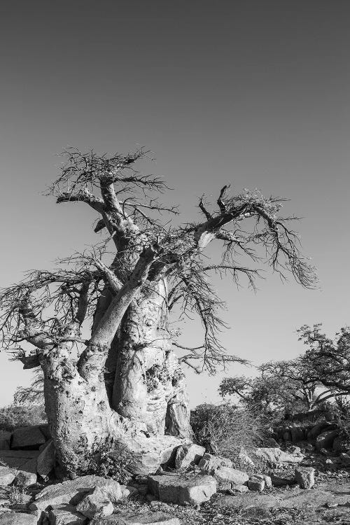 Kubu by Shot by Clint wall art