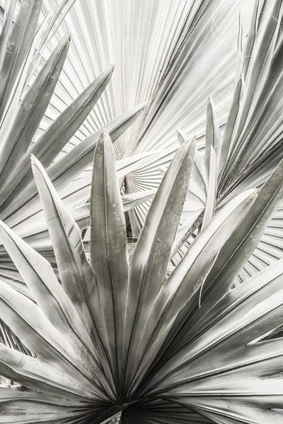 Lala Palm by Shot by Clint canvas print