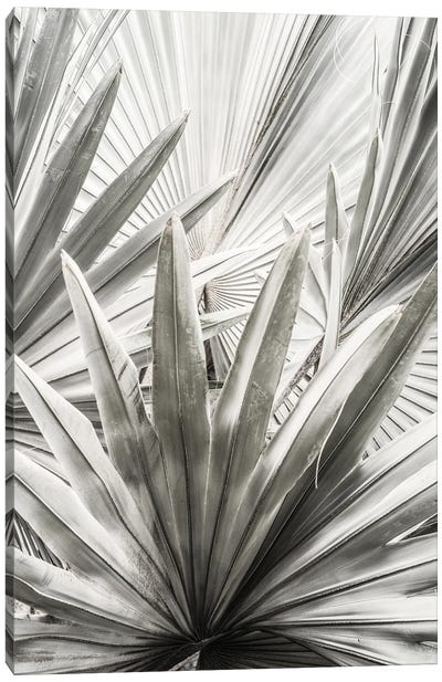 Lala Palm Canvas Art Print - Shot by Clint