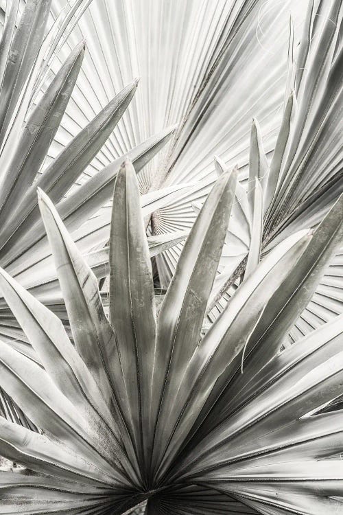 Lala Palm