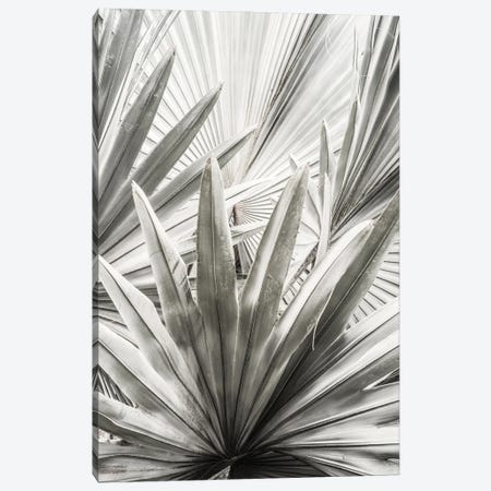 Lala Palm Canvas Print #SBC92} by Shot by Clint Canvas Art