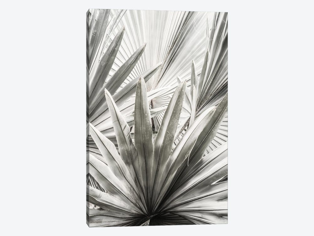 Lala Palm by Shot by Clint 1-piece Art Print