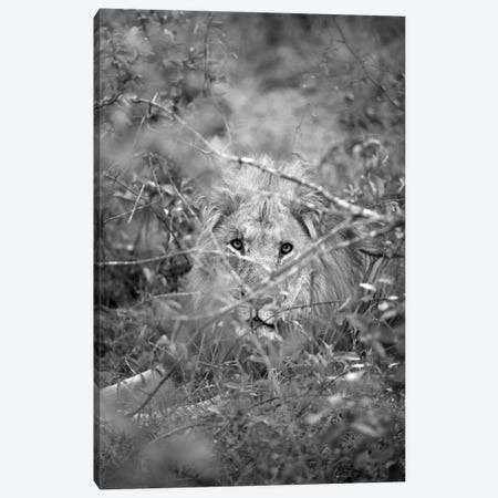 Lion Canvas Print #SBC93} by Shot by Clint Canvas Wall Art