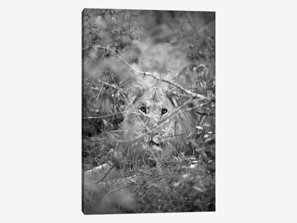 Lion by Shot by Clint 1-piece Canvas Wall Art