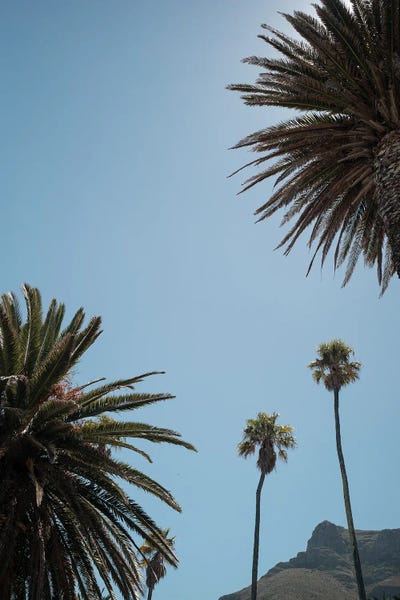 Lions Head II by Shot by Clint canvas print