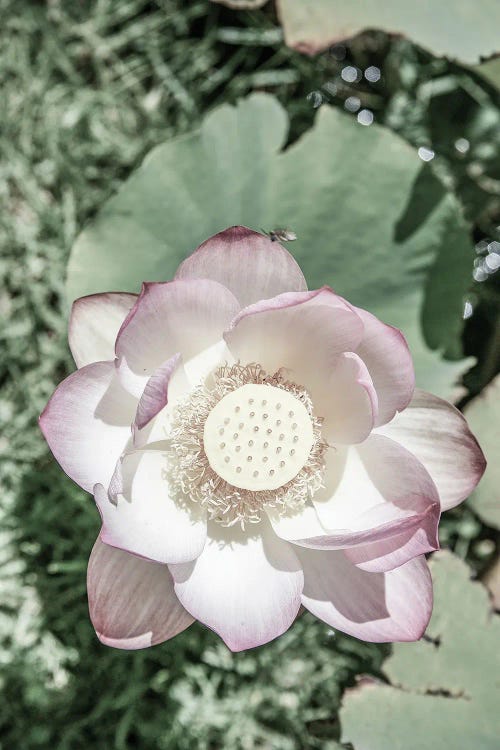 Lotus by Shot by Clint canvas print