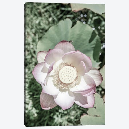 Lotus Canvas Print #SBC97} by Shot by Clint Art Print