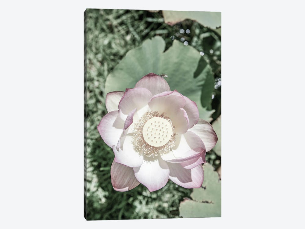 Lotus by Shot by Clint 1-piece Canvas Art