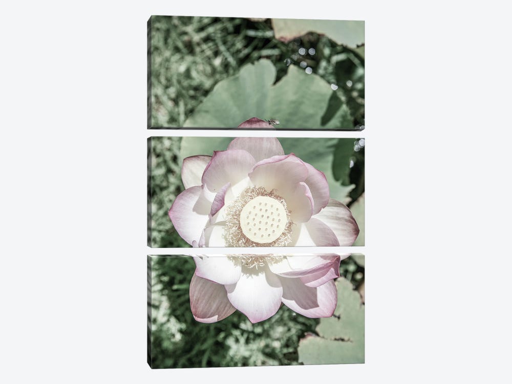 Lotus by Shot by Clint 3-piece Canvas Artwork