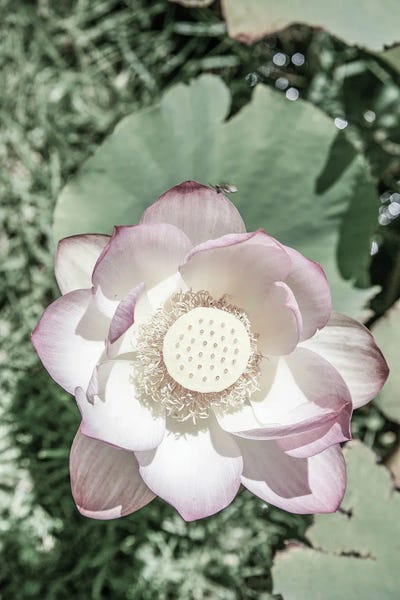 Lotuses: Lotus by Shot by Clint