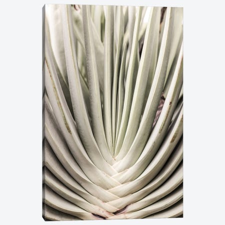 Blink Cactus Canvas Print #SBC9} by Shot by Clint Canvas Print