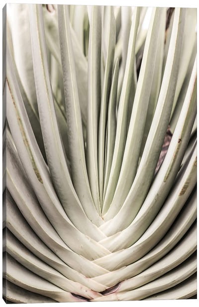 Blink Cactus Canvas Art Print - Macro Photography