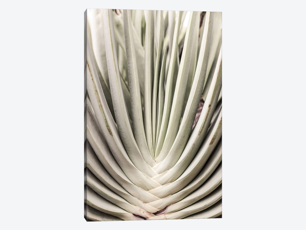 Blink Cactus by Shot by Clint 1-piece Canvas Art
