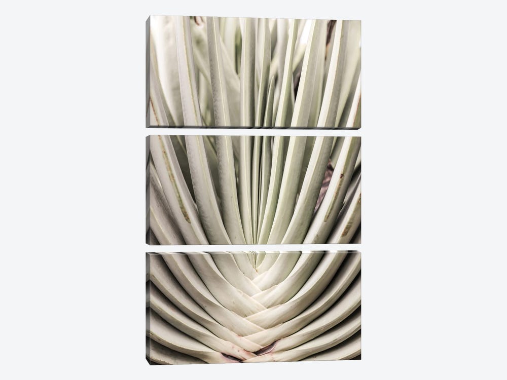 Blink Cactus by Shot by Clint 3-piece Canvas Wall Art