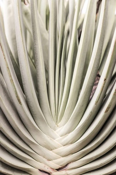 Abstracts In Nature: Blink Cactus by Shot by Clint