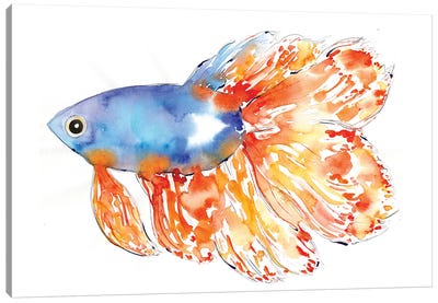Seacoast Betta Fish Canvas Art Print - Sara Berrenson