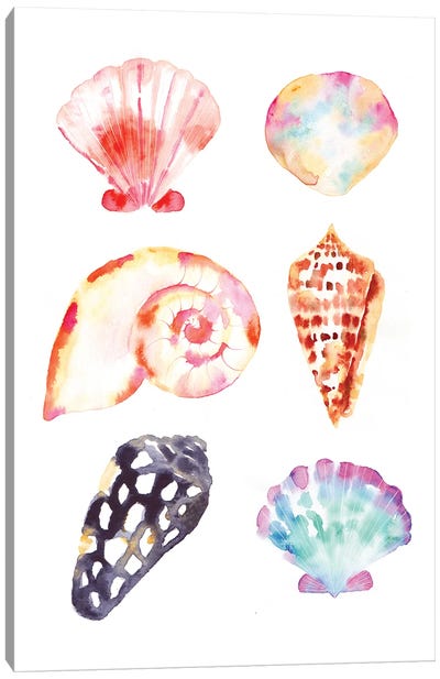 Seacoast Shells Canvas Art Print - Sara Berrenson