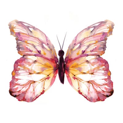 Butterfly Blush by Sara Berrenson canvas print