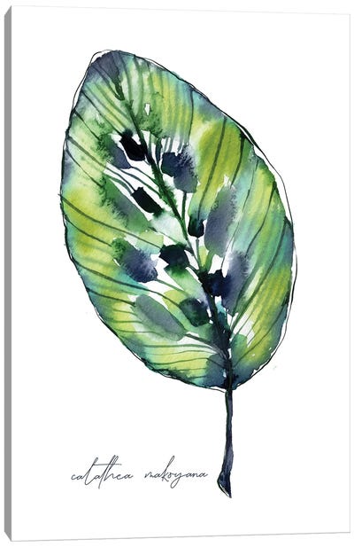 Tropical Calathea Canvas Art Print - Sara Berrenson