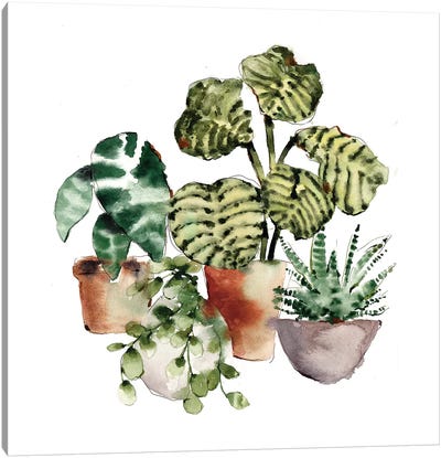 House Plants Canvas Art Print - Sara Berrenson
