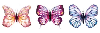 Butterfly Triptych