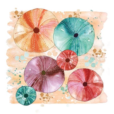 Beachcomber - Sea Urchins by Sara Berrenson canvas print