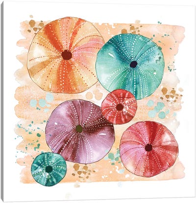 Beachcomber - Sea Urchins Canvas Art Print - Sea Shell Art