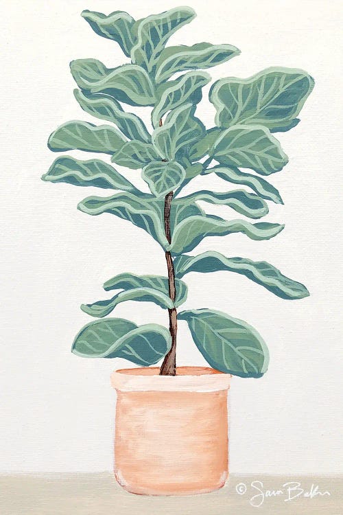 Fiddle Leaf Fig