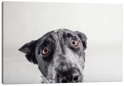 Blue Zuck Canvas Art Print - Dog Photography