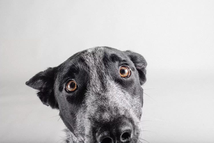 Blue Zuck by Susan Sabo wall art