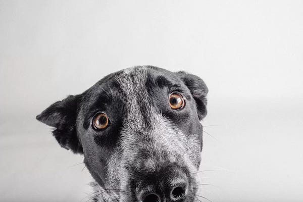 Mutts: Blue Zuck by Susan Sabo