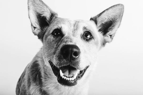 Corgis: Irma by Susan Sabo