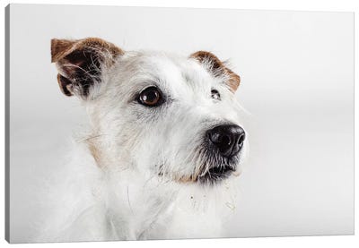 Spike Zuck Canvas Art Print - Jack Russell Terriers