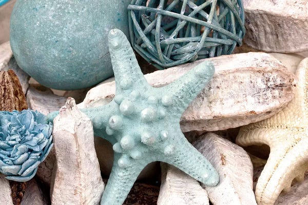Starfish: Bundle of Shells I by Susan Bryant