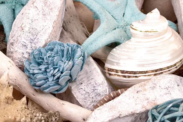 Still Life Photography: Bundle of Shells II by Susan Bryant