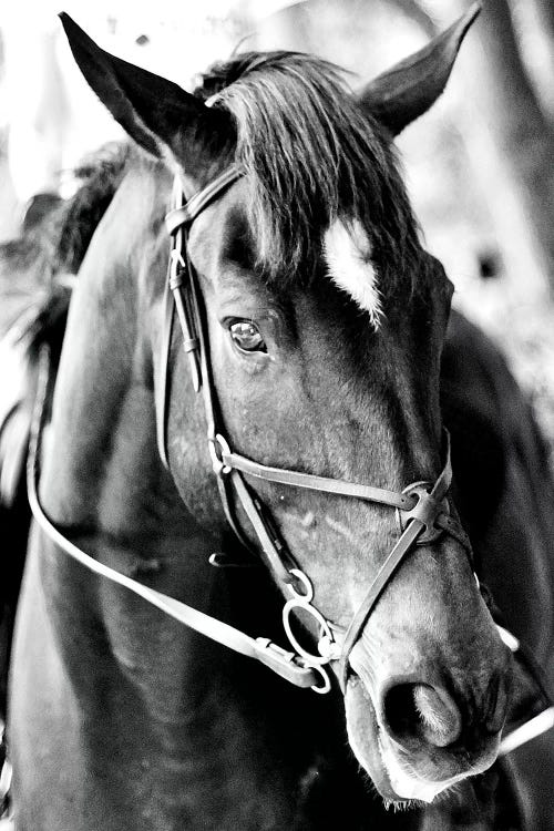 Derby I by Susan Bryant wall art